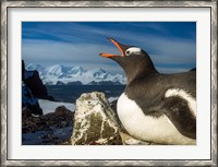 Framed Antarctica, Livingstone Island, Flash portrait of Gentoo Penguin.