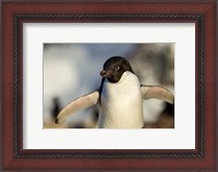 Framed Adelie Penguin portrait, Antarctica