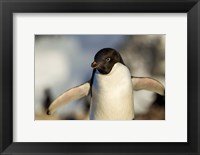 Framed Adelie Penguin portrait, Antarctica