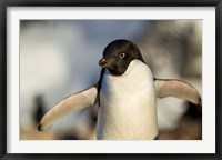 Framed Adelie Penguin portrait, Antarctica