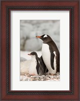 Framed Antarctica, Petermann Island, Gentoo Penguins