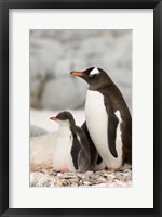 Framed Antarctica, Petermann Island, Gentoo Penguins