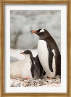 Framed Antarctica, Petermann Island, Gentoo Penguins