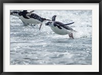 Framed Antarctica, South Shetland Islands, Chinstrap Penguins swimming.