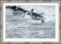 Framed Antarctica, South Shetland Islands, Chinstrap Penguins swimming.