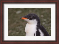 Framed Antarctica, South Shetlands Islands, Gentoo Penguin