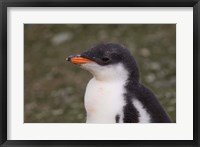 Framed Antarctica, South Shetlands Islands, Gentoo Penguin
