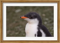 Framed Antarctica, South Shetlands Islands, Gentoo Penguin