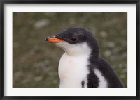 Framed Antarctica, South Shetlands Islands, Gentoo Penguin