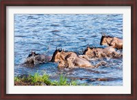 Framed Blue wildebeest crossing the Mara River, Maasai Mara, Kenya