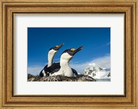 Framed Blue-eyed Shags, Antarctica.