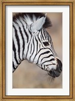 Framed Burchell's Zebra, Etosha National Park, Namibia