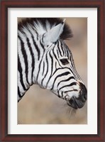 Framed Burchell's Zebra, Etosha National Park, Namibia