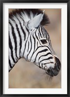 Framed Burchell's Zebra, Etosha National Park, Namibia