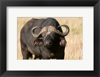 Framed Cape Buffalo, Masai Mara National Reserve, Kenya