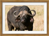 Framed Cape Buffalo, Masai Mara National Reserve, Kenya