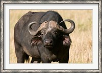 Framed Cape Buffalo, Masai Mara National Reserve, Kenya