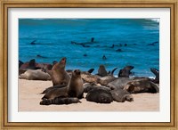 Framed Cape fur seasl, Skeleton Coast NP, Namibia.