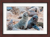 Framed Cape Fur seals, Skeleton Coast, Kaokoland, Namibia.