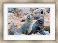 Framed Cape Fur seals, Skeleton Coast, Kaokoland, Namibia.