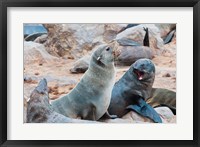 Framed Cape Fur seals, Skeleton Coast, Kaokoland, Namibia.