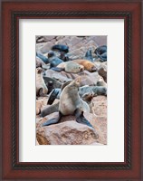 Framed Cape Fur seals, Cape Cross, Skeleton Coast, Kaokoland, Namibia.