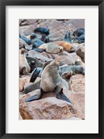 Framed Cape Fur seals, Cape Cross, Skeleton Coast, Kaokoland, Namibia.