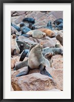 Framed Cape Fur seals, Cape Cross, Skeleton Coast, Kaokoland, Namibia.