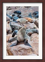 Framed Cape Fur seals, Cape Cross, Skeleton Coast, Kaokoland, Namibia.