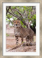 Framed Cheetah, Kapama Game Reserve, South Africa