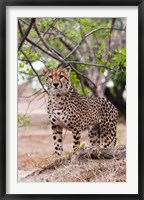 Framed Cheetah, Kapama Game Reserve, South Africa