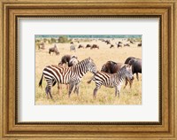 Framed Common Zebra or Burchell's Zebra, Maasai Mara National Reserve, Kenya