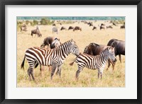 Framed Common Zebra or Burchell's Zebra, Maasai Mara National Reserve, Kenya