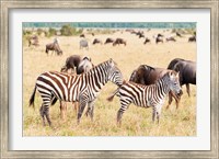 Framed Common Zebra or Burchell's Zebra, Maasai Mara National Reserve, Kenya