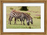 Framed Zebra grazing, Maasai Mara, Kenya