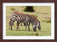 Framed Zebra grazing, Maasai Mara, Kenya