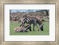 Framed Common Zebra, Maasai Mara, Kenya