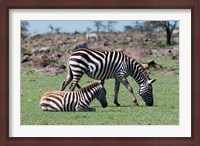 Framed Common Zebra, Maasai Mara, Kenya