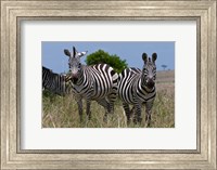 Framed Common Zebra, Masai Mara National Reserve, Kenya