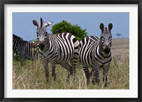 Framed Common Zebra, Masai Mara National Reserve, Kenya