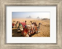 Framed Egypt, Cairo, Camels, desert sands of Giza Pyramids