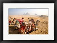 Framed Egypt, Cairo, Camels, desert sands of Giza Pyramids
