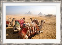 Framed Egypt, Cairo, Camels, desert sands of Giza Pyramids