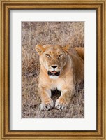 Framed Female lion, Maasai Mara National Reserve, Kenya