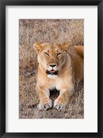 Framed Female lion, Maasai Mara National Reserve, Kenya