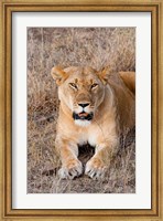 Framed Female lion, Maasai Mara National Reserve, Kenya