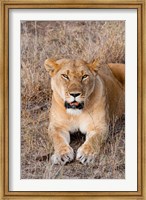 Framed Female lion, Maasai Mara National Reserve, Kenya