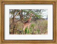 Framed Giraffe, Maasai Mara National Reserve, Kenya