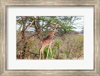 Framed Giraffe, Maasai Mara National Reserve, Kenya