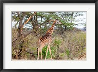 Framed Giraffe, Maasai Mara National Reserve, Kenya